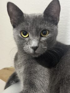 Gray cat staring at camera.